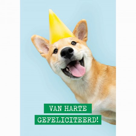 Verjaardag Feestvierende hond